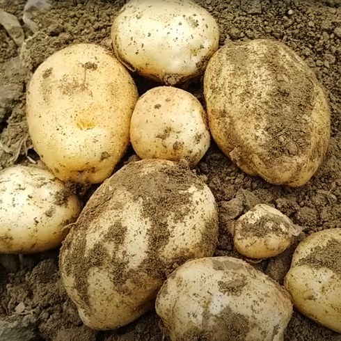 수미감자 10kg (중/상/특) 포슬포슬 분이많은 국내산 감자, 수미감자 (중) 10kg