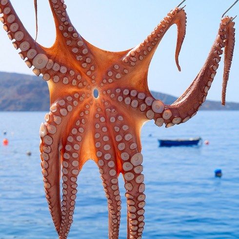 한마리 문어 대왕 사이즈 새벽에 잡은 통영 돌문어 산지직송, 1개, 1.5kg (한마리)