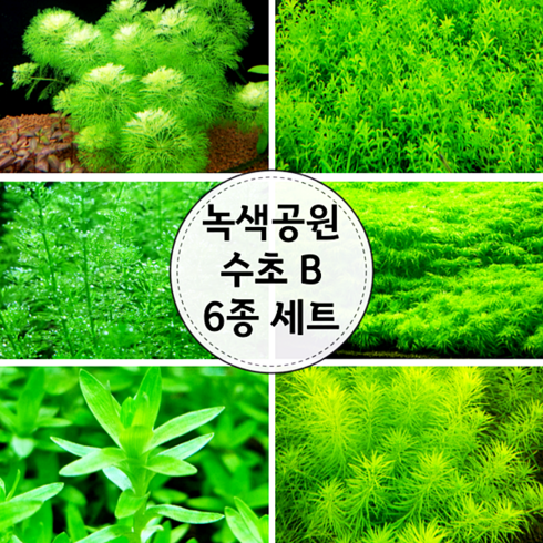 (수초) 녹색공원B 6종세트, 단품