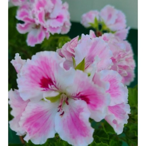 조안모프 리갈제라늄