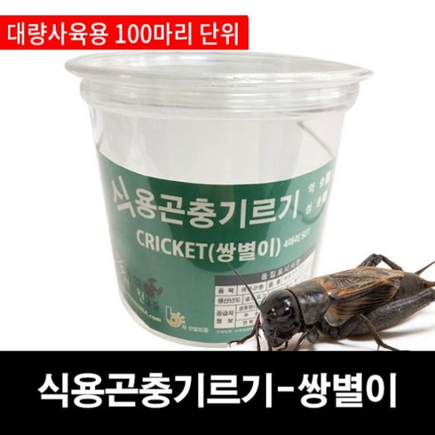 2023년 가성비 최고 쌍별귀뚜라미 - 쌍별귀뚜라미전시용/전시용쌍별귀뚜라미, 소