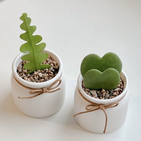 하트 식물 하트호야 만세 피쉬본 선인장 생선뼈 화분, 더블하트호야(하트2개), 1개