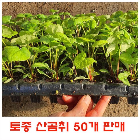 토종곰취 모종 50주 = (105구 트레이모종 반판) 판매., 1개<곰취트레이 50주>“></a>
                </div>
<div class=