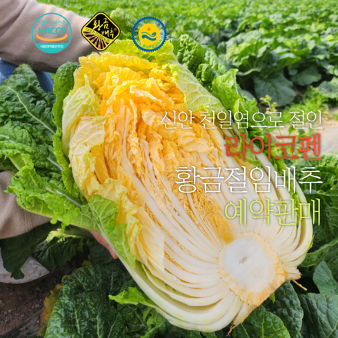 HACCP 해남 황금절임배추20kg 라이코펜다량함유 국내산천일염, 20kg