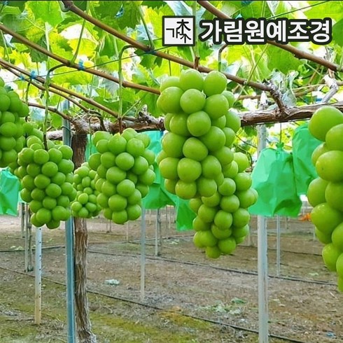 2023년 가성비 최고 포도 냉장고 꿈 - 포도나무 정원수 조경수, 샤인머스켓 5치포트묘 (2개묶음), 1개