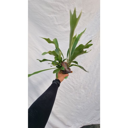 서비내 박쥐란 staghorn fern 공기정화 식물 인테리어 플랜테리어, 1개