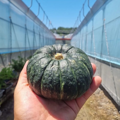 제주 미니 단호박 7kg - 제주 못난이 밤호박 보우짱 못난이 미니단호박 7kg (16~36개입), 3개