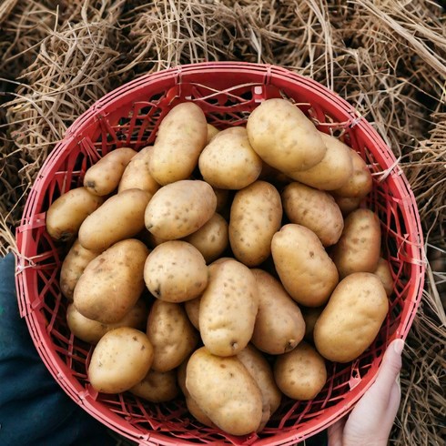 땅땅이 부드러운 국내산 두백감자 분감자, 소, 1박스, 3kg