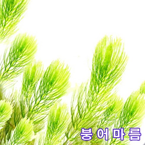 토종 수초 붕어마름 ( 5촉~ 키우기 쉬운 수초)