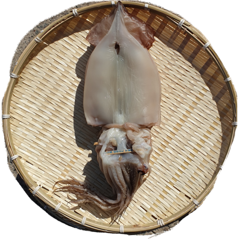 반건조오징어 - [은은한농수산] 포항 구룡포 반건조오징어 건조 40~60%, 1개, 반건조오징어 400g 5미