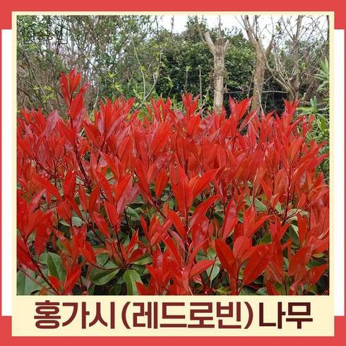 홍가시나무 - 레드로빈(홍가시) 키120cm 분묘 나무 묘목 5개/조경수, 5개