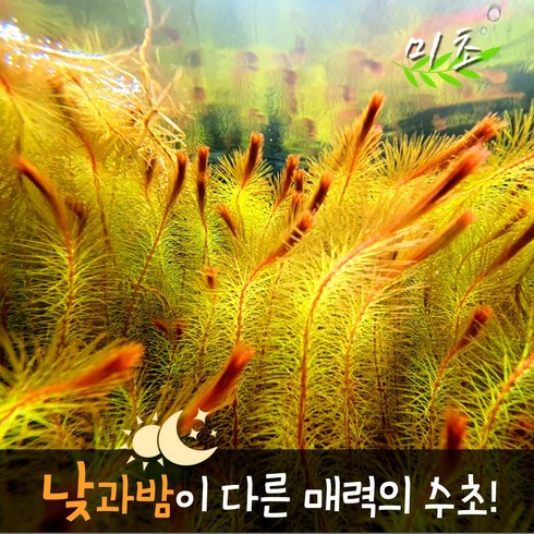[미초] 로타라 sp. 베트남 레드 수초 3촉 / 유경 수초 / 초보자 수초 / 어항 수초