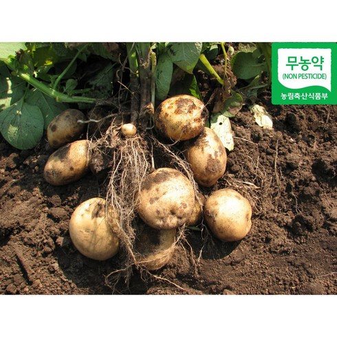 제주감자 - 제주 친환경 무농약감자, 1개, 5kg