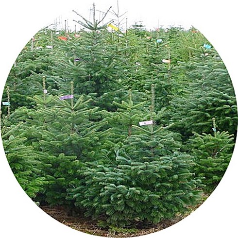 구상나무 묘목 성목 1m1.5m 조경수 정원수 크리스마스트리목 특수목 토종수목, 1개, 1m