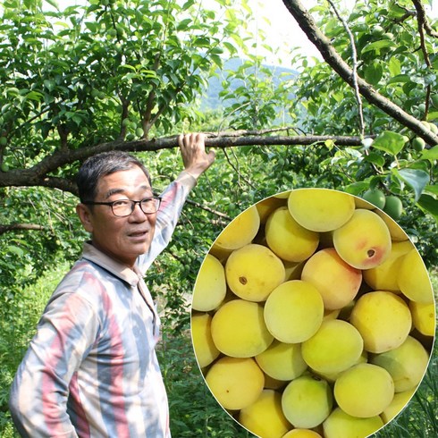 홍매실 - 품질 좋은 남도 황매실 홍매실, 황매실 10kg 대(3번과), 1박스