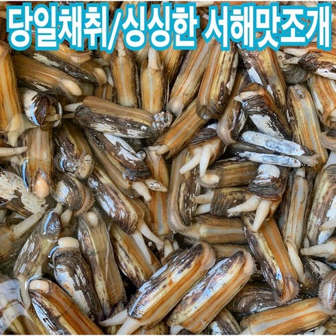 [서해바다 당일채취] 싱싱한 서해갯벌 맛조개 1kg, 1개
