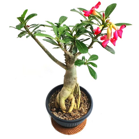 석화 (중대품) 색상랜덤 사막의장미 예쁜꽃, 1개