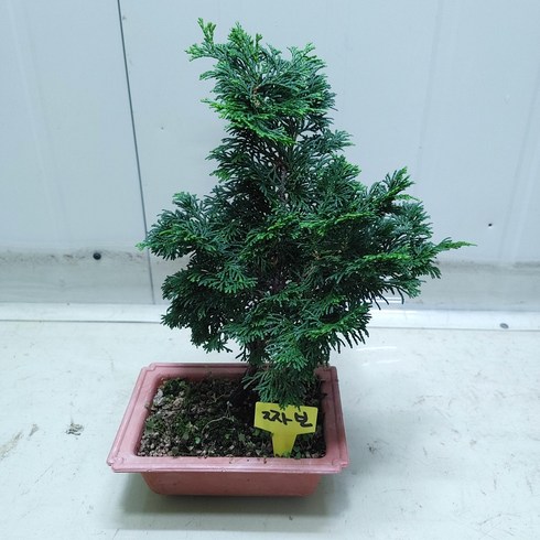 청짜보 새로입고 공기정화식물, 1개