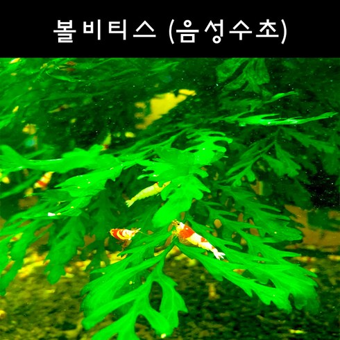 볼비티스 - [수초아쿠아] 볼비티스 초보수초 인기수초 구피 새우 은신처 어항수초 수초맛집 득템수초, 6개