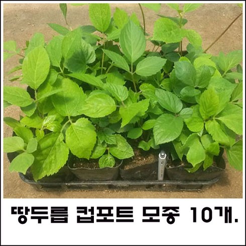 땅두릅 컵포트 모종 = 10주 판매., 1개