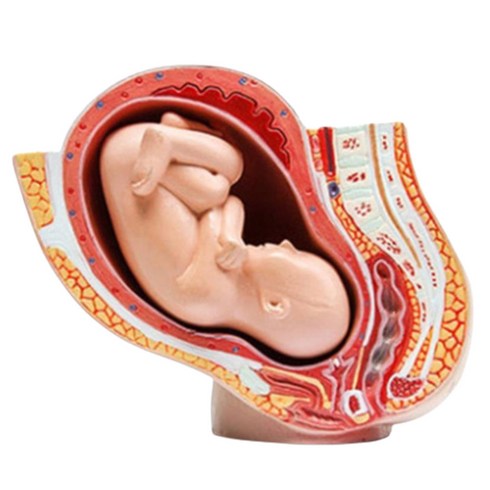 임산부골반 자궁구조 교육용 태아모형 신생아 아기인체 학교기관 수업도구 병원기관