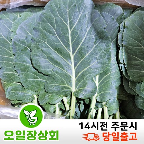 케일 - 오일장 상회 국내산 쌈 채소 케일 2KG, 1개