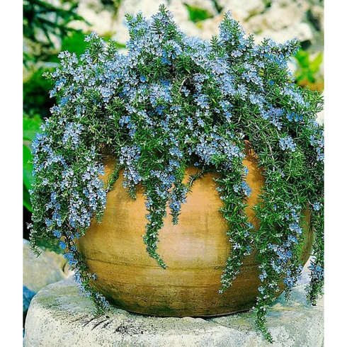 꽃담은나무 클리핑로즈마리, 중형18cm포트묘, 1개