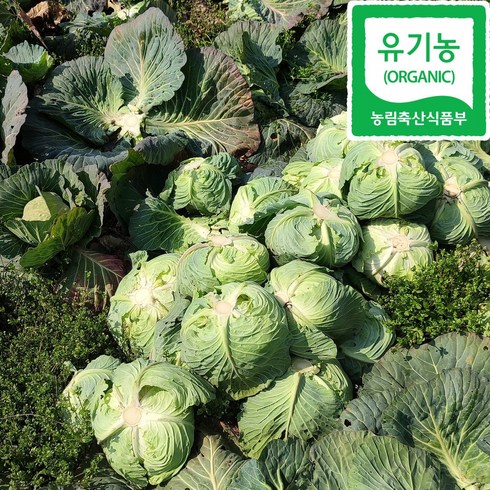 제주 유기농 양배추 5kg, 유기농_양배추_5kg, 1개