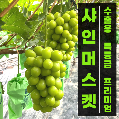 국내산망고포도제철과일 - 국내산 프리미엄 샤인머스켓 포도 1kg 2kg 청포도 씨없는 포도 망고포도 에어포장 박스 제철과일 선물세트 보자기