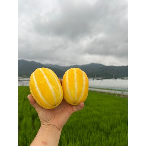 꼬마 성주참외 고당도 꿀 참외 제철, 1.5kg