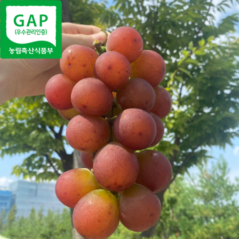 루비로망 - [고당도 보장] GAP 인증 프리미엄 루비로망 포도 빨간 포도 700g~2kg 선물용 추석선물, 1박스, 700g~800g 1송이