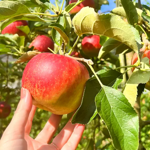 초특가 7월중단한번 - [15brix] 아삭달콤 사과 가성비갑 못난이사과, 1박스, 2kg