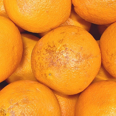 못난이오렌지 - 실속 못난이 오렌지 기스흠집, 중과(개당 150~200g 내외), 1박스, 10kg 내외