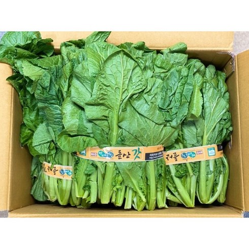 산지직송 여수 돌산갓 생갓 돌산 갓김치 김장갓 5kg 10kg (상세페이지 필히 참고), 1개