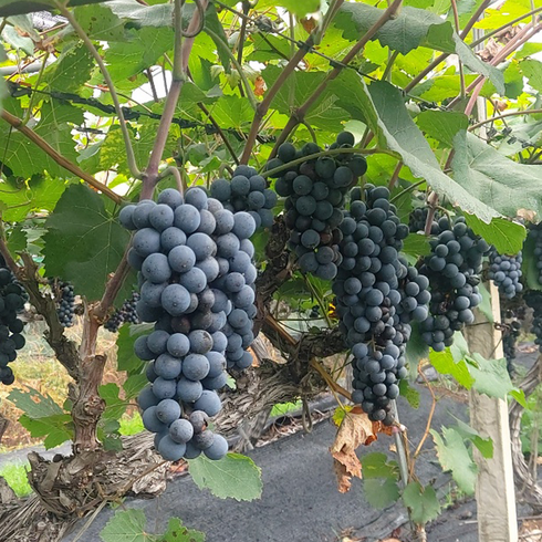 머루포도 - 달콤한 경산 머루포도(MBA) 3kg특대, 3kg (4-5수), 1개