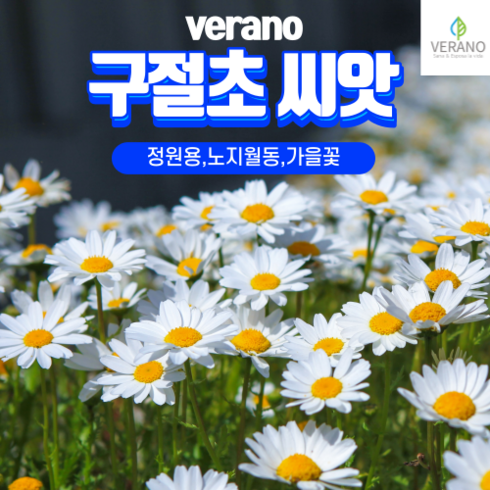 베라노 구절초 1kg 야생화 씨앗 종자 가을에피는꽃