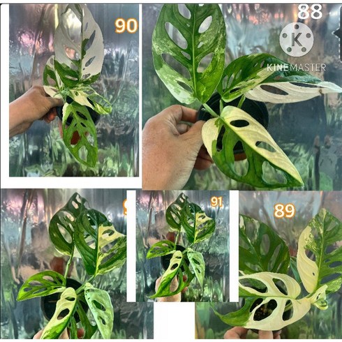 몬스 무늬아단소니 쓸만한 개체, 1개, 재고분
