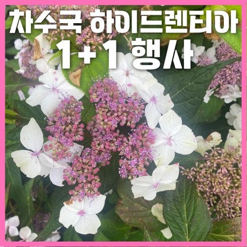 [1+1행사] 차수국 하이드렌티아 P14 포트묘 식용 노지월동, 하이드렌티아(P14포트) 2개