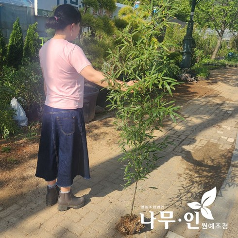 실내용죽도 - [나무인] 오죽 2개 검은대나무