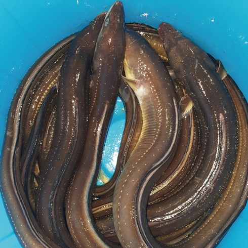 성현물산 통영 한려수도수산 장어 1kg, 1개, 대1kg