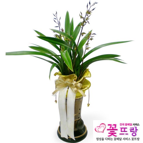 금화산 동양란 승진/취임/개업/인테리어/꽃배달서비스, 1개