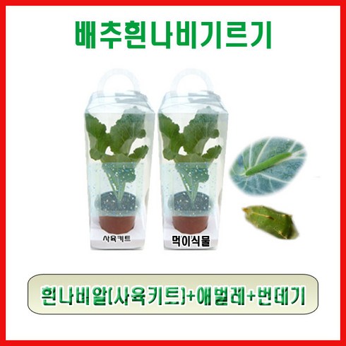 배추흰나비한살이 TOP01