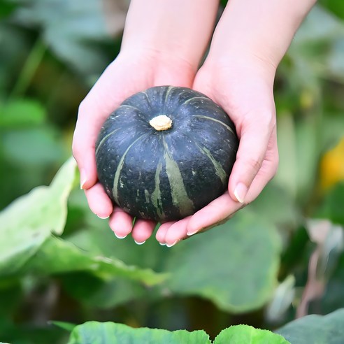 미니 밤호박(보우짱), 미니밤호박 10kg, 1개