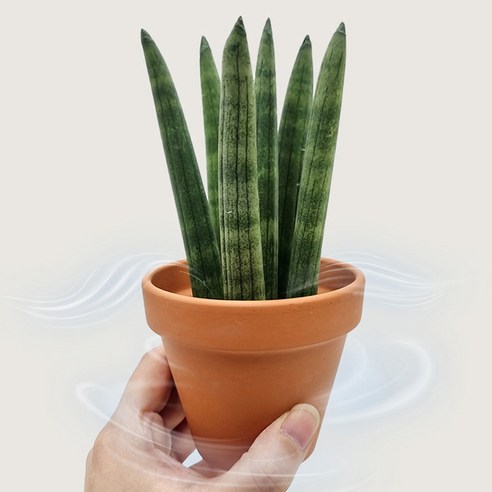 숨 쉬는 토분으로 식물에게 건강한 보금자리를 선물하세요.