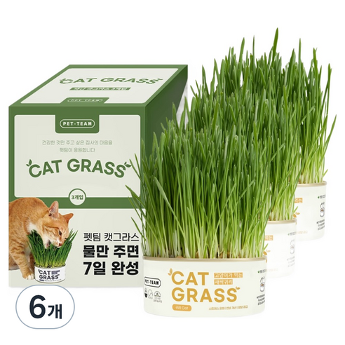 펫팀 캣그라스 간식, 새싹귀리, 6개