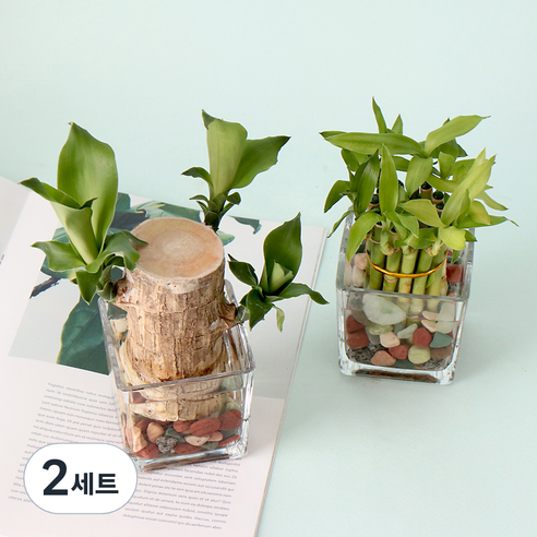 모리앤 제이메이드 개운죽 소 + 행운목 + 유리수반 + 조경돌 세트, 혼합색상, 2세트