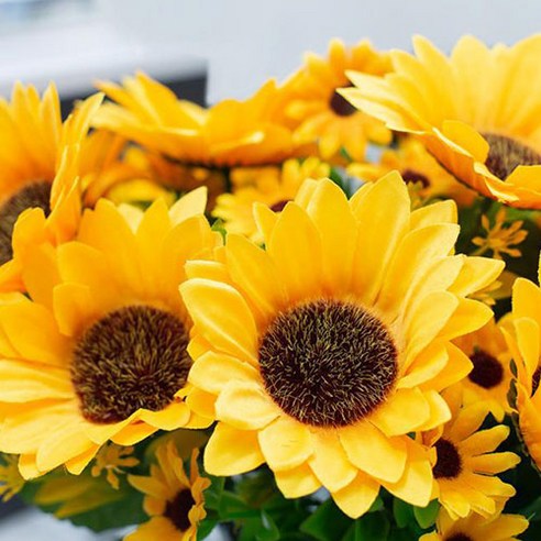 밝은 햇살, 조화의 아름다움, 활기찬 인테리어