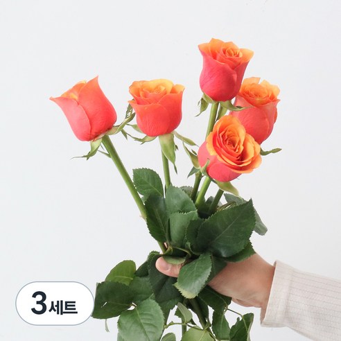 모리앤 생화 장미단 5대, 펄프오렌지, 3세트