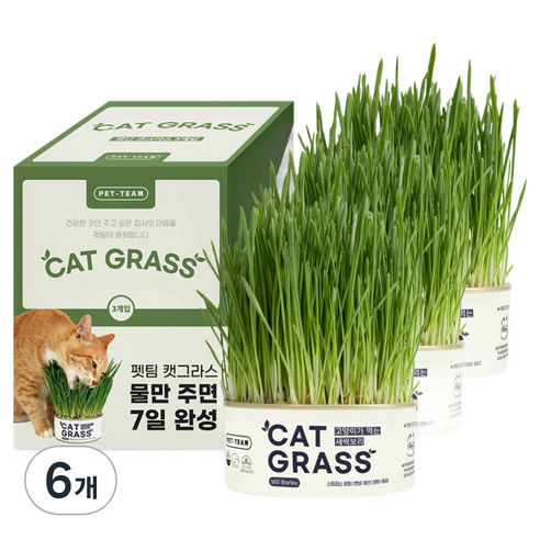 펫팀 고양이 캣그라스, 새싹보리, 6개