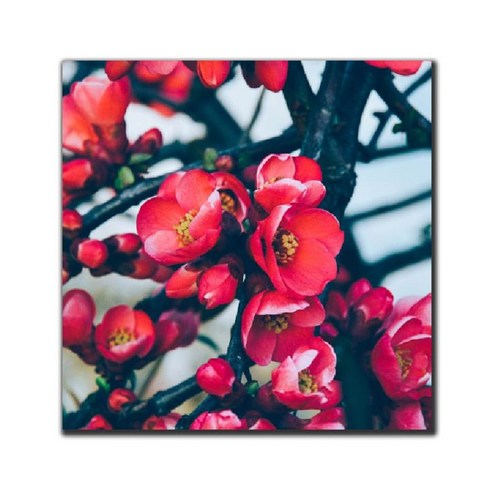 파랑디자인 캔버스 액자 - 사진, 꽃 시리즈3